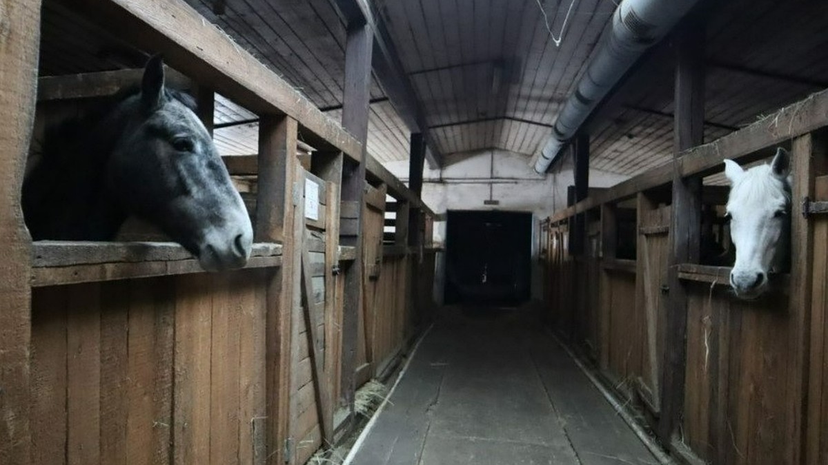 Лошади могут не пережить зиму». В якутском конном клубе за долги отключили  отопление и электричество - KP.RU