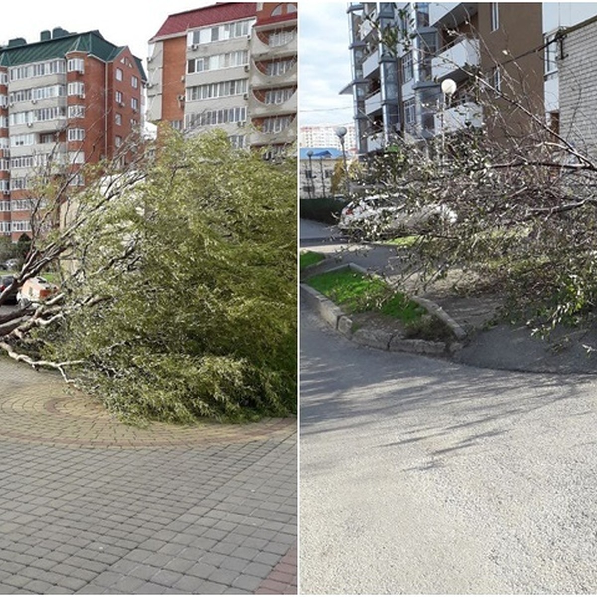 Ломает деревья, обрывает провода: Мощный ураган разбушевался в курортной  Анапе - KP.RU