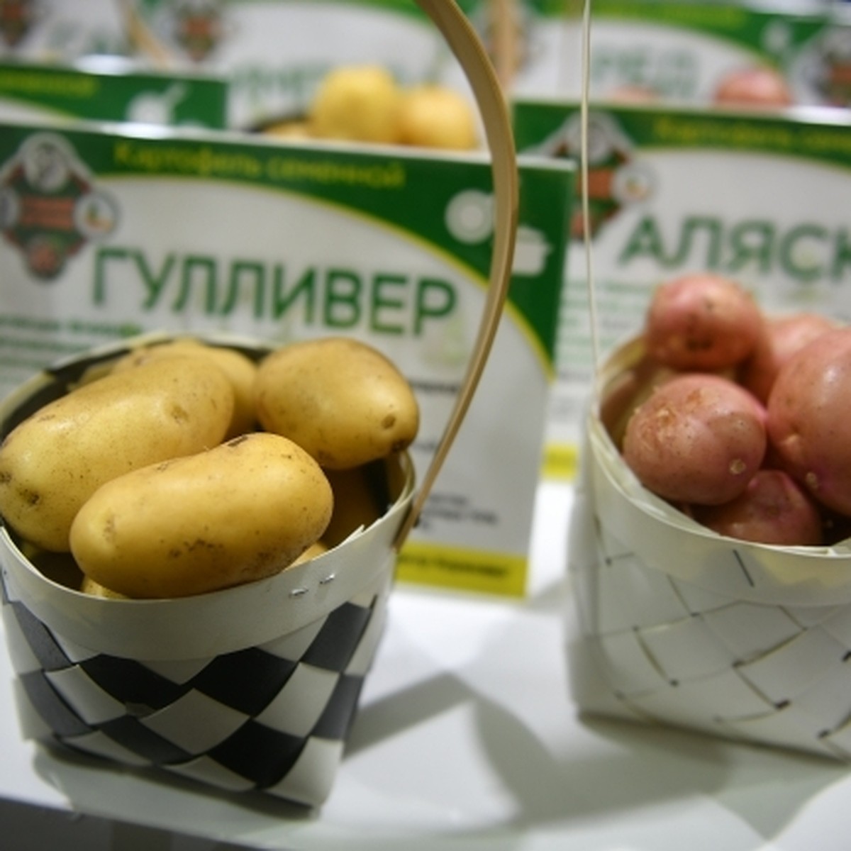Сорт Картофеля Гулливер Характеристика Отзывы Фото