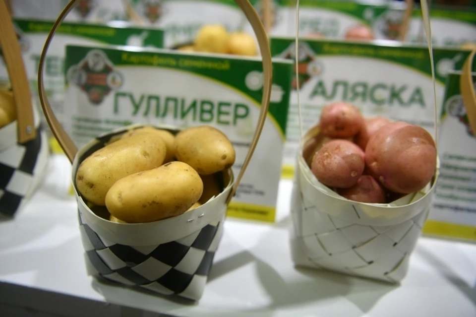 «Калинка» и «Милано» не прошли испытания севером