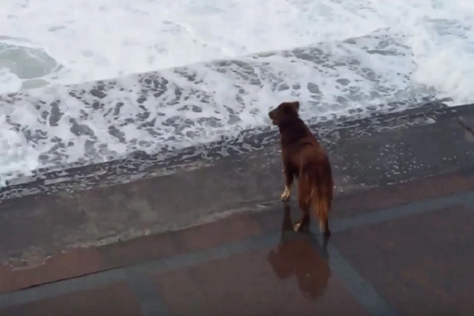 Три года Каштанка ловила волны на набережной Севастополя. Фото: Алена Кошка