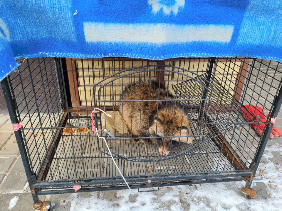 Под Саратовом енотовидная собака устроила драку в вольере с домашними псами (фото:Центр защиты природы и реабилитации диких животных АНО «Мудрый Рух»)