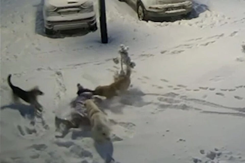 Котята нападают на щенка.