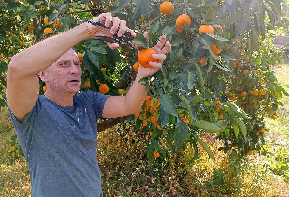 Роскачество: лучше всего покупать мандарины на развес