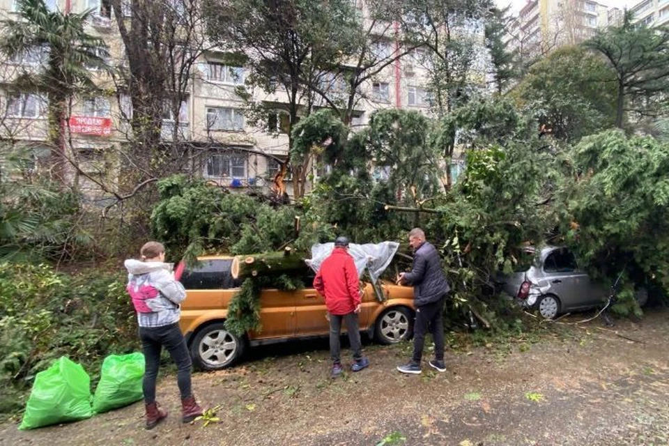 Только в Адлерском районе стихия повалила 76 деревьев.