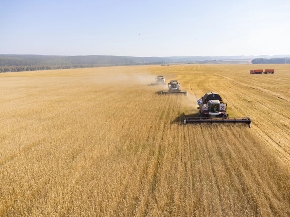 Производство сельхозпродукции выросло на 6,5% в Ростовской области за 2023 год