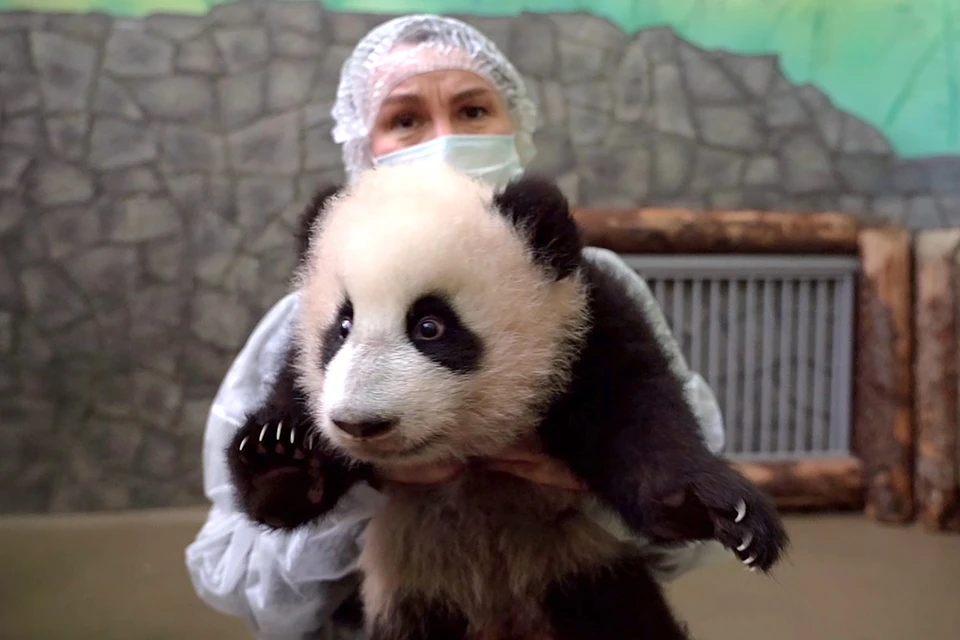 Гендиректор Московского зоопарка сообщила об успехах в развитии панды Катюши. Фото: Московский зоопарк/ТАСС