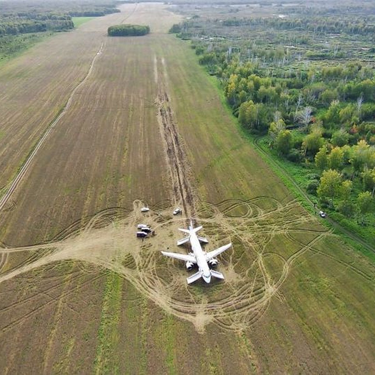 Авиакомпания на год арендовала пшеничное поле, на котором сел самолет под  Новосибирском - KP.RU