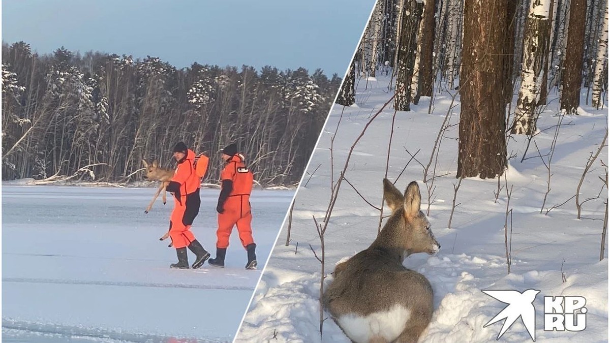 Несли в лес на руках: на Урале спасатели помогли косуле выбраться с  замершего водохранилища - KP.RU