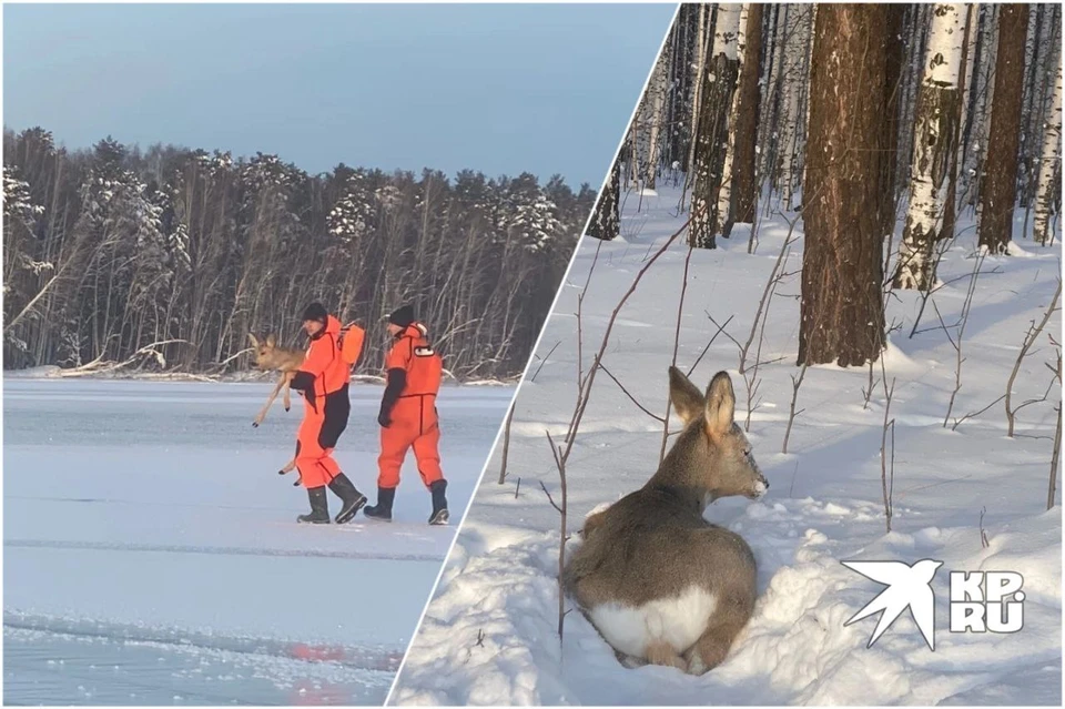 Косуля застряла на льду Белоярского водохранилища. Фото: пресс-служба ФГКУ «УРПСО МЧС РОССИИ»
