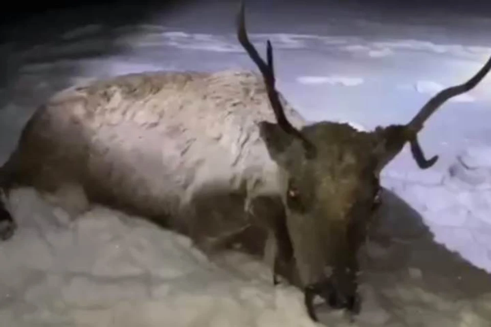 Дикого оленя, который провалился под лед, спасли в Бурятии. Фото: руководитель Бурприроднадзора Марина Дамдинова