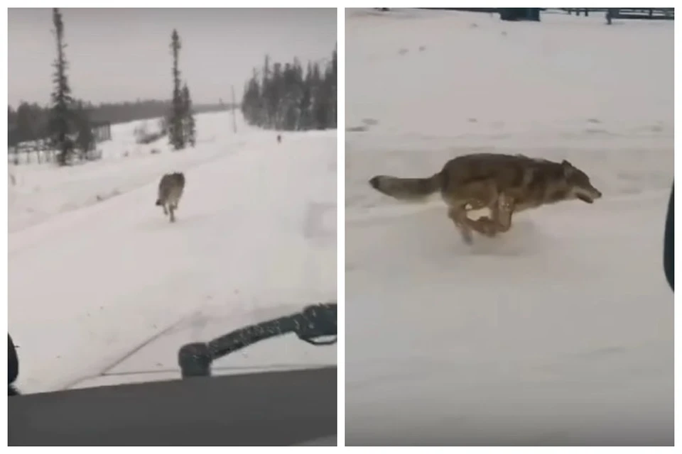 Бегущие волки