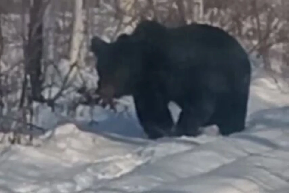 Жители увидели бродящего медведя за окнами.