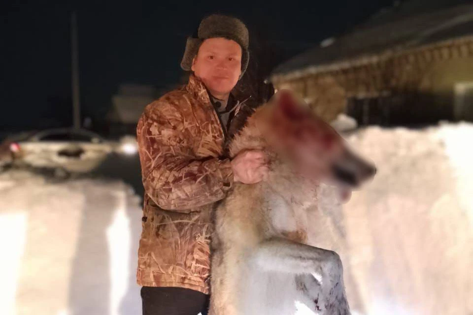 Волк мог прийти к людям из-за голода. Фото: читатель КП-Челябинск