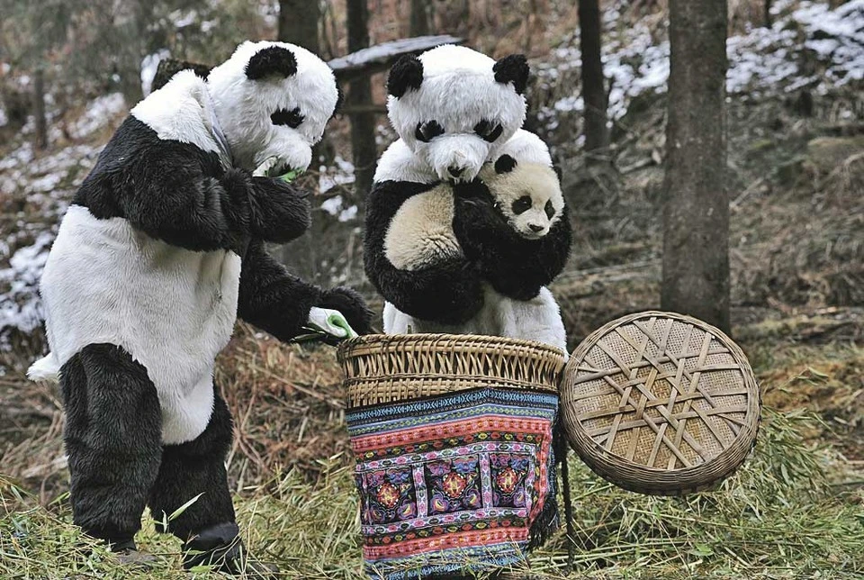 Посмотрите на фото в течение трех секунд и скажите, где тут настоящая панда, а где - переодетые люди. Фото: China Daily/REUTERS