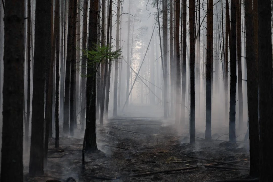 В Новосибирской области в 2,5 раза увеличат число камер для мониторинга лесных пожаров.