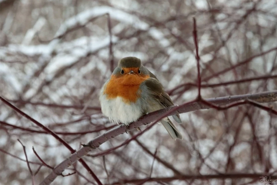 Редкую птицу зарянку заметили в Удельном парке в Петербурге. Фото: скриншот видео