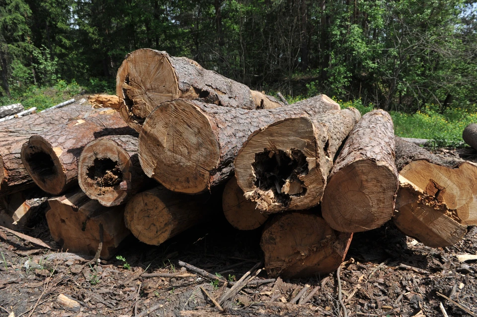 Мэрия Краснодара опровергла бесконтрольную вырубку деревьев на Гидрострое Фото из архива КП