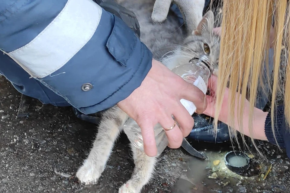 Спасатели отпаивали обезвоженную кошку, ее отвезли к ветеринару. Фото: УГОиЧС по Ростову-на-Дону