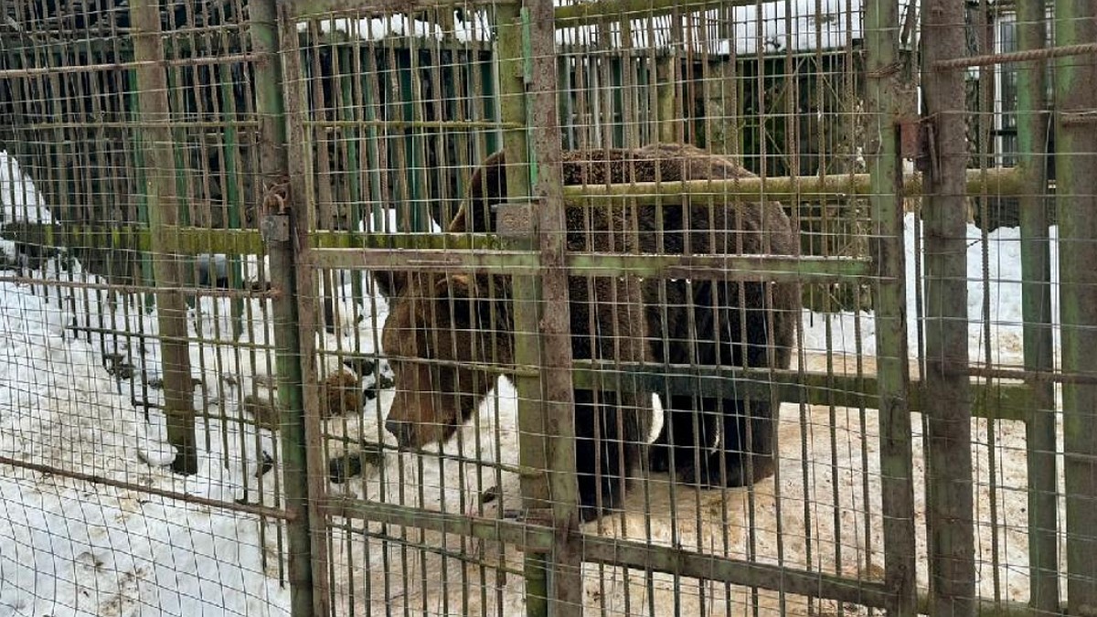 Балу не виноват, мужчина умер от страха»: Хозяйка придорожного кафе в  Смоленске, где прирученный медведь растерзал дворника, озвучила свою версию  трагедии - KP.RU