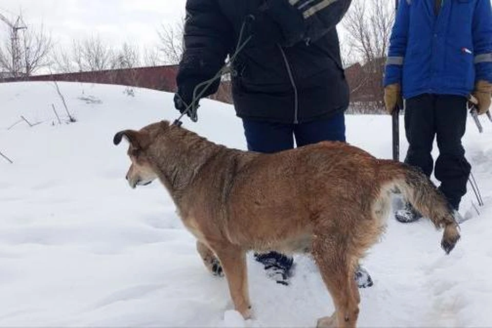 В Липецке спасатели освободили собаку, застрявшую между деревом и забором