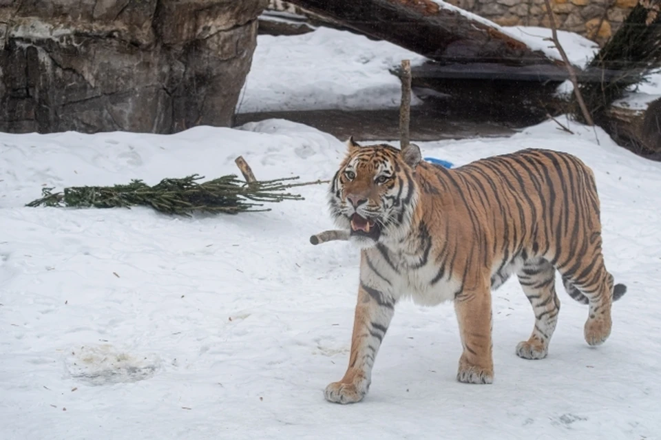 Некоторые комментаторы уверяли, что тот же самый тигр бродил в одном из частных дворов Андреево и возле рыбзавода.