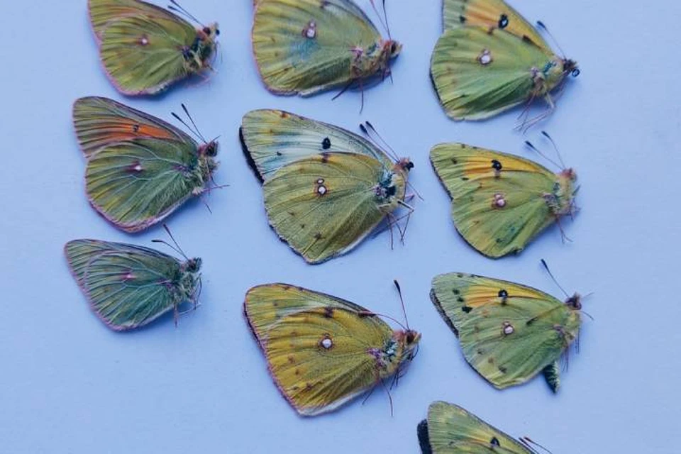 10 бабочек из Бурятии отправят коллекционеру из Великобритании. Фото: Россельхознадзор Иркутской области и Бурятии