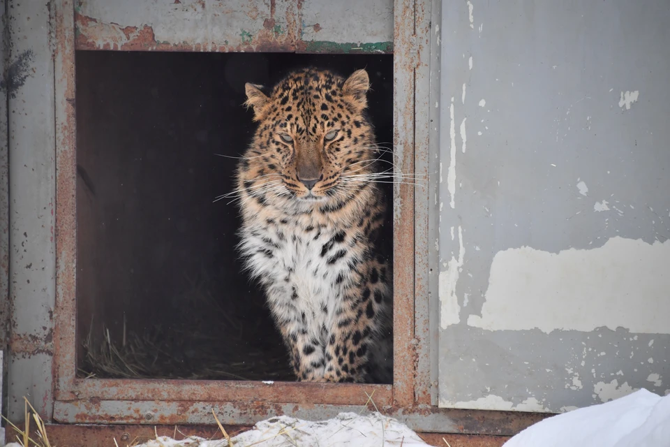 Окрестности села граничат с охранной зоной нацпарка «Земля леопарда».