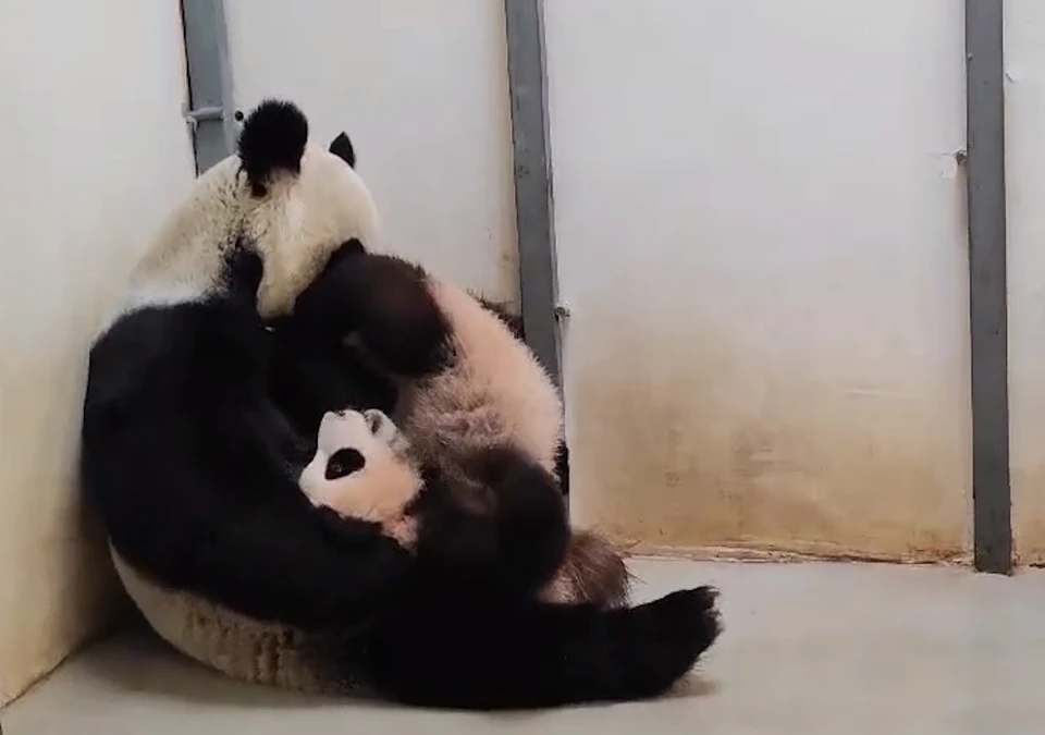 Московский зоопарк показал, как Диндин умывает Катюшу Фото: стоп-кадр из видео