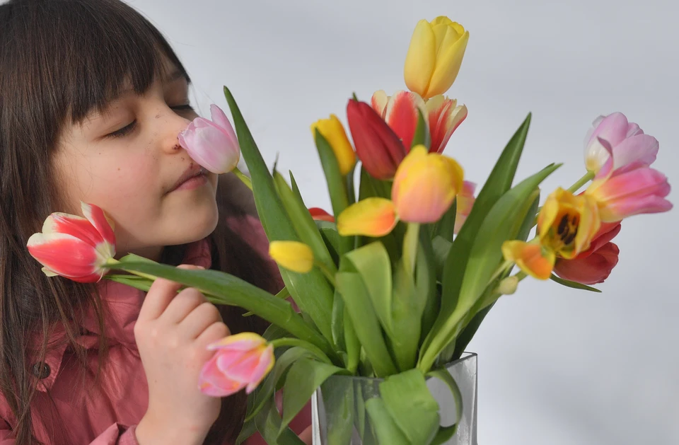 Ульяновцам предлагают купить местные тюльпаны, выращенные в теплицах