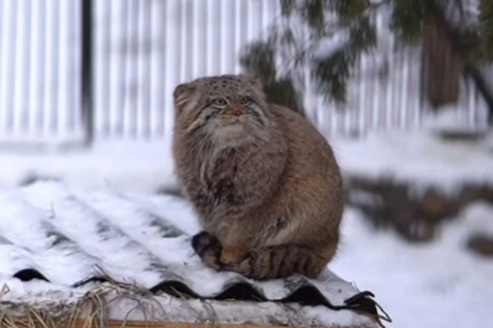 Манул поставил лапки на хвост. Фото: скриншот из видео новосибирского зоопарка