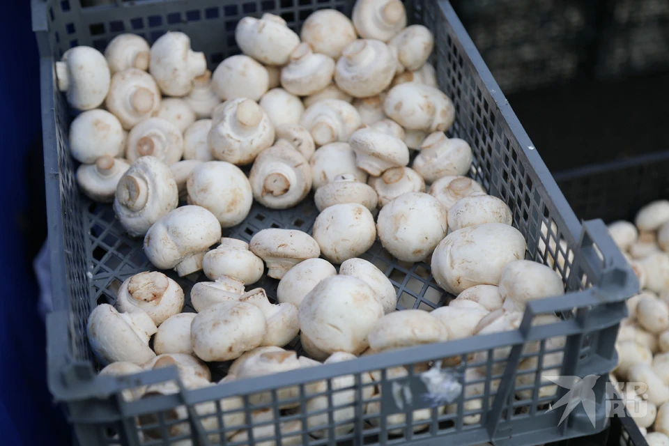 Шампиньоны с грибной фермы под Рязанью проверяют на превышение пестицидов.