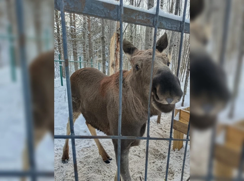 В Коми лось Фырка переехал в Якшу из этнопарка. Фото: Финно-угорский этнопарк.