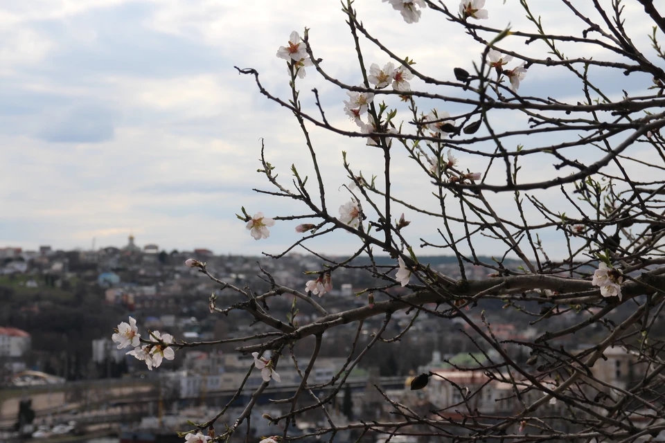 В Севастополе тепло и цветет миндаль.
