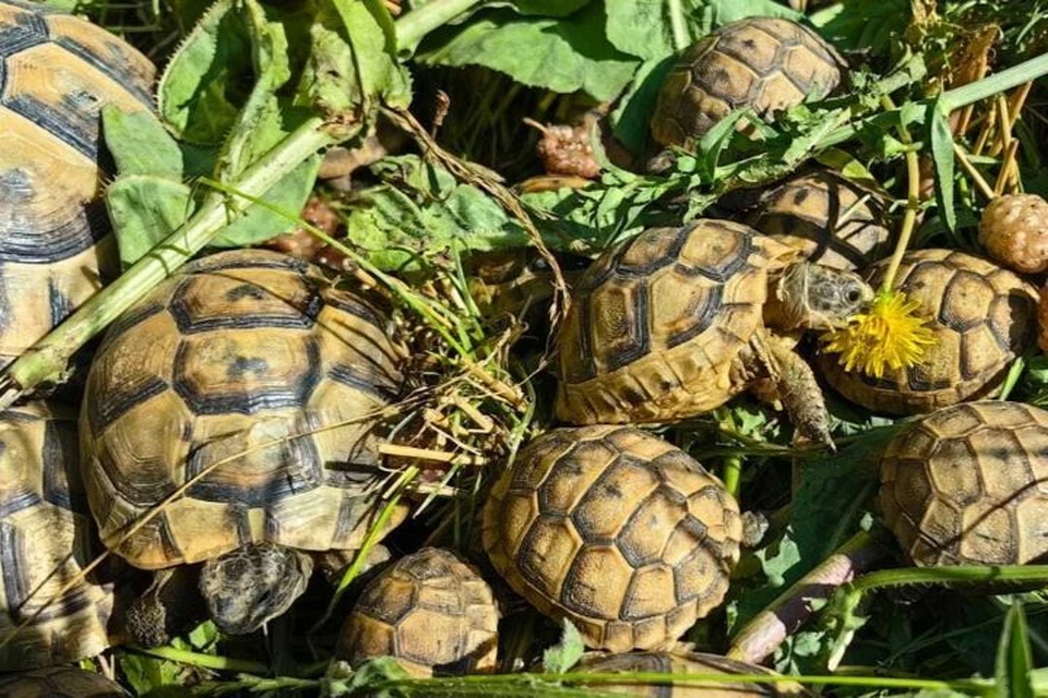 Самая крупная популяция черепах Никольского обитает под Анапой Фото: Государственный природный заповедник «Утриш»