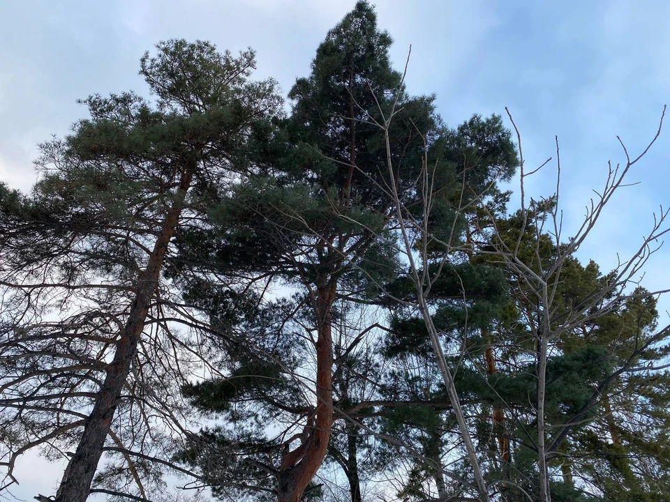 Весеннее тепло вернется в Хабаровский край 27 февраля