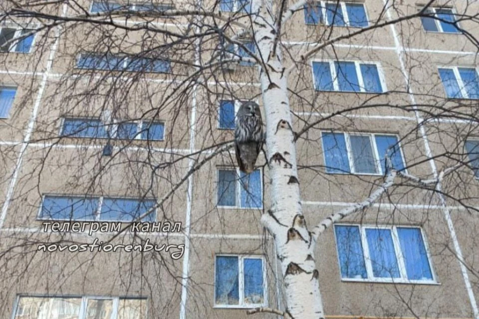 Самые востребованные товары. Популярные социальные сети. Самые популярные медикаменты. Обращения граждан в диаграмме. Чаще всего в местных.