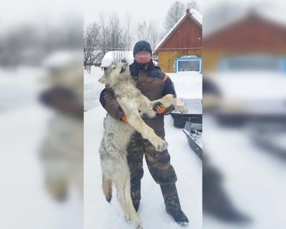 Этот волк пришел в село Бундюр. Фото предоставлено Анатолием Истоминым