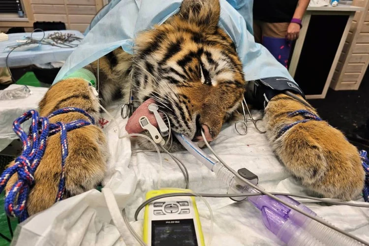 «Бросается на клетку и воет от боли»: Амурскому тигру-инвалиду, которого лечат в Петербурге после увечий от браконьеров, придумали имя