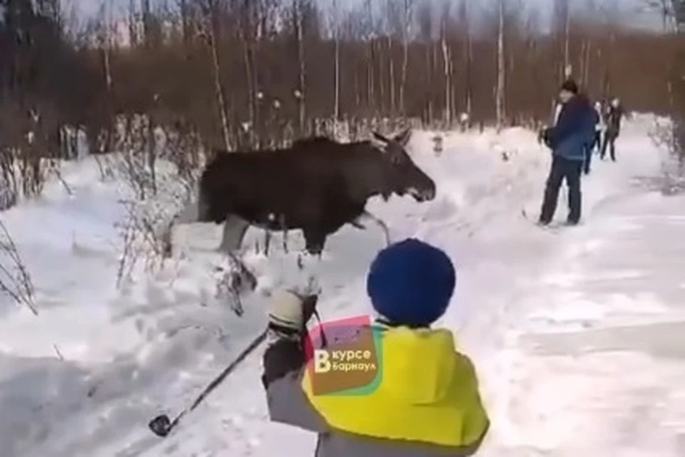 Скриншот видео телеграм-канала «В курсе 22»