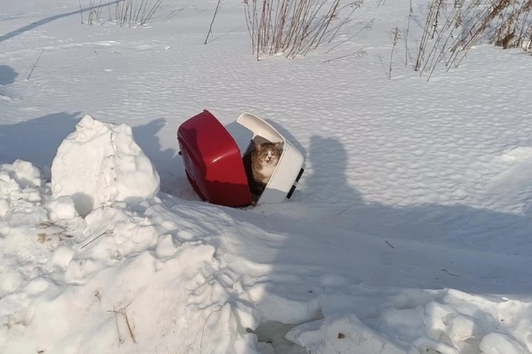 «Так выглядит предательство»: нижегородец выбросил домашнюю кошку в сугроб вместе с лотком