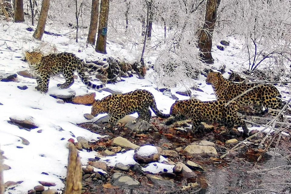 Фото сделано в Северо-восточном национальном парке тигра и леопарда в КНР. Источник: amurleo_land