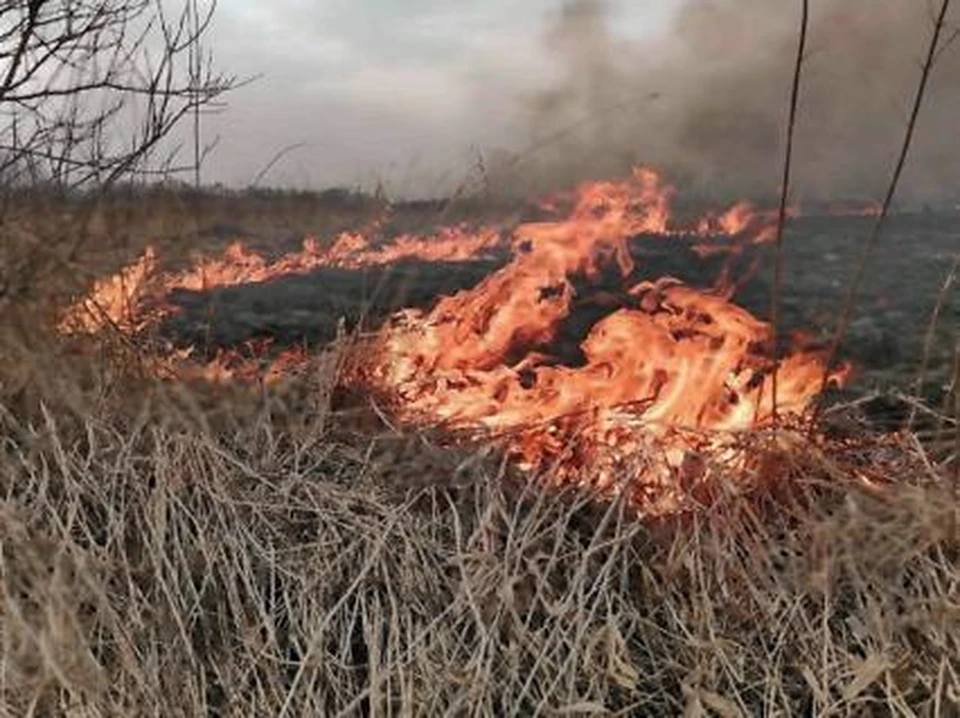 Фото с сайта министерства лесхоза Воронежской области
