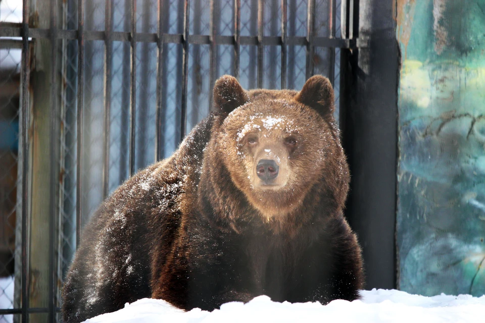 Медведи в нижегородском зоопарке проснулись от зимней спячки. Фото "Лимпопо"