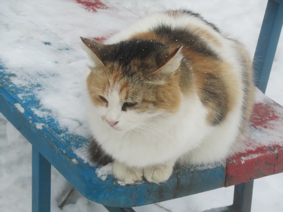 В приюте находятся животные, которые пока не нашли хозяев