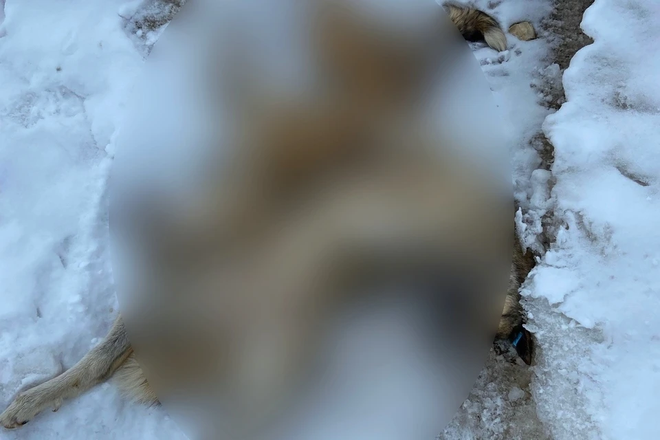 Фото: социальный проект «Путь домой»