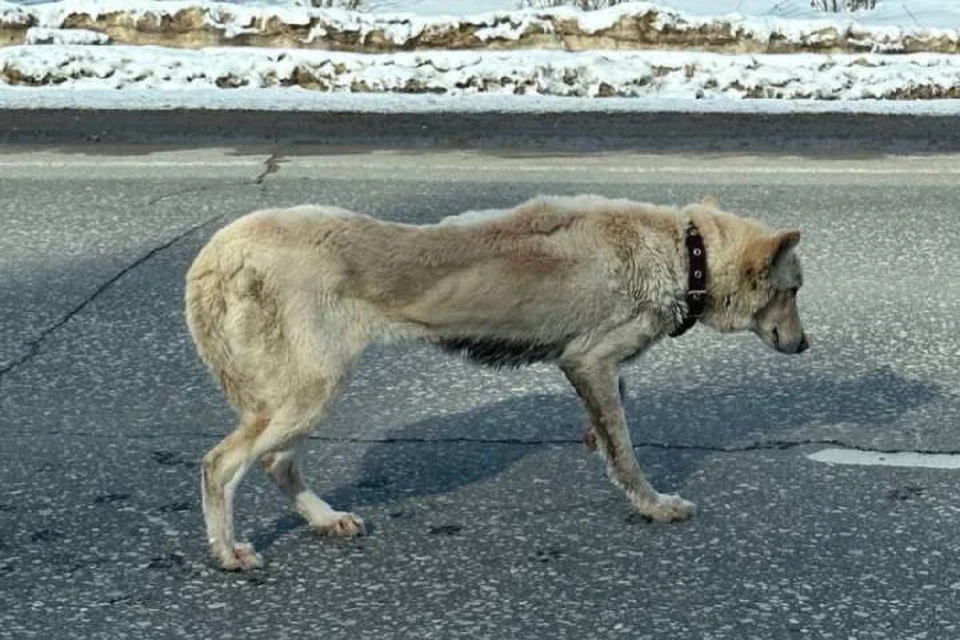 Истощенная и хромая собака вышла к людям за помощью. Фото: сообщество «Сострадание НН» во ВКонтакте