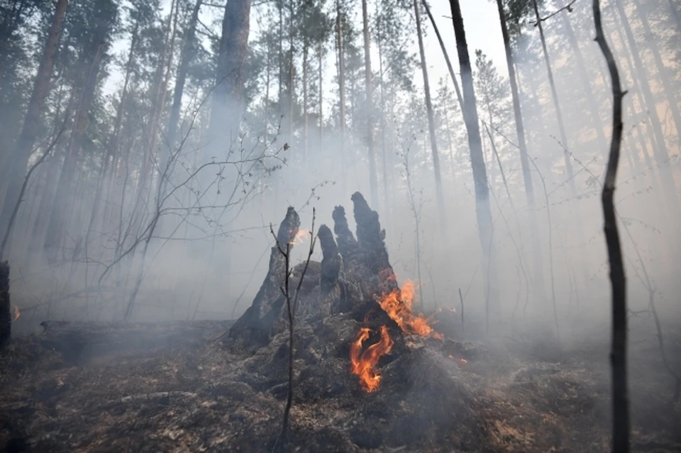 В Хабаровском крае утвердили сводный план тушения лесных пожаров