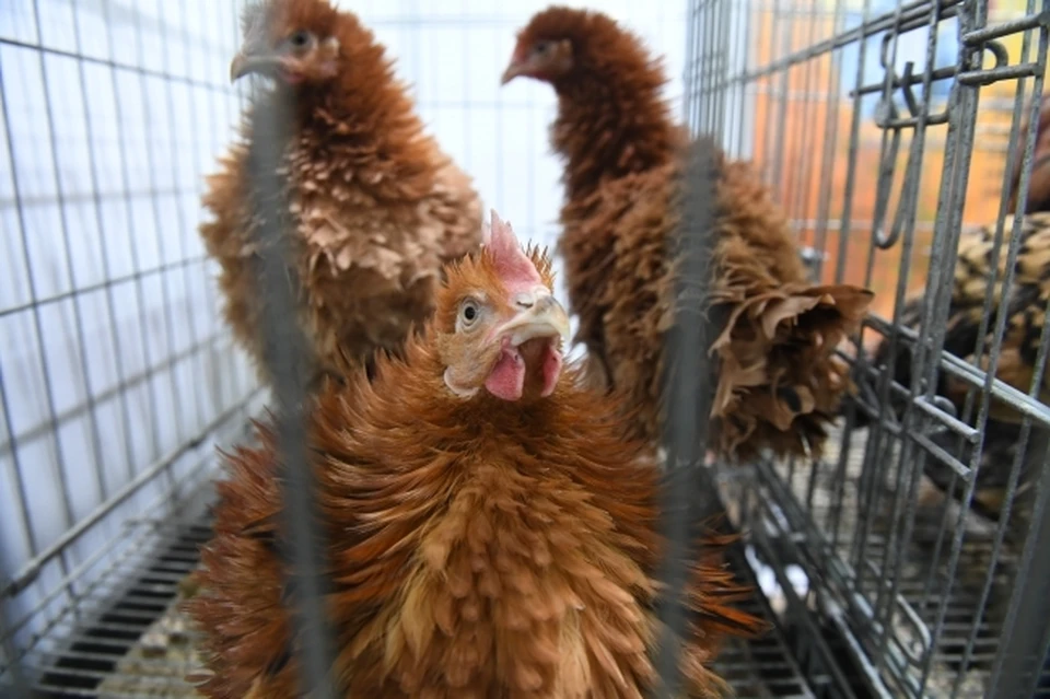 В Ростовской области специалисты обнаружили в мясе курицы антибиотик