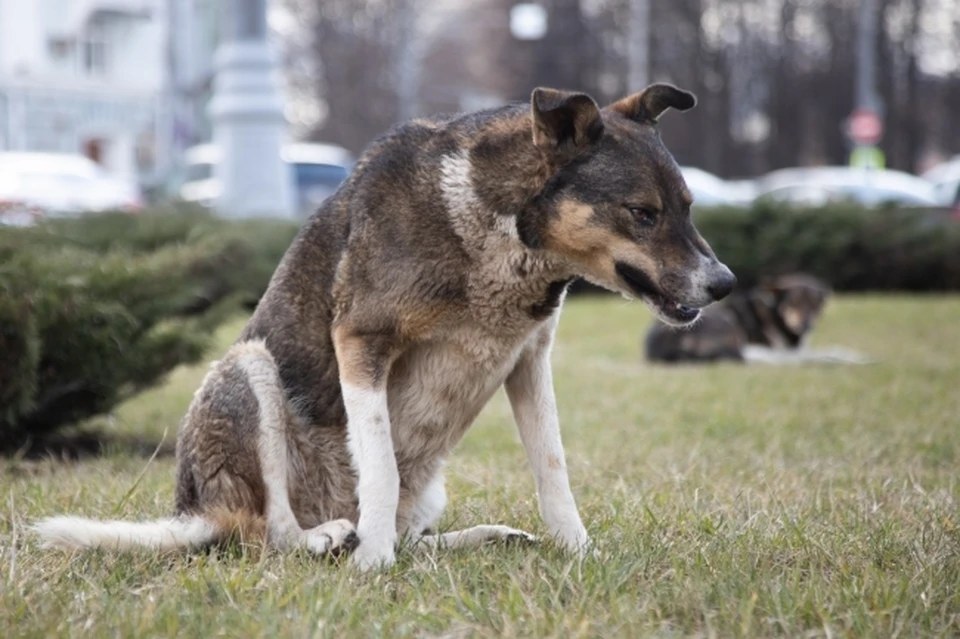 В Усть-Куте взыскали 60 тысяч в пользу пострадавшего от бродячего пса ребенка